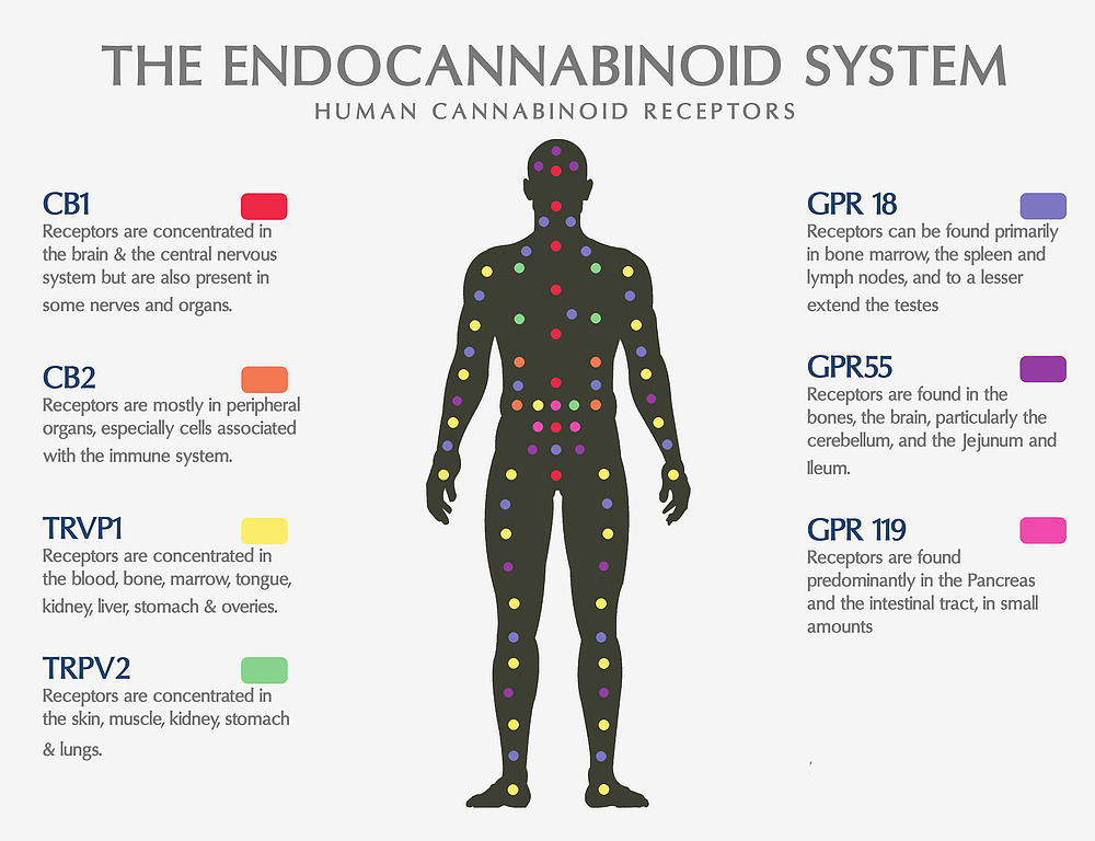 Wat is het endocannabinoïde systeem?